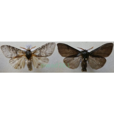 Calliteara pudibunda (Linnaeus, 1758) 2xmale Szczotecznica szarawka Czech10f